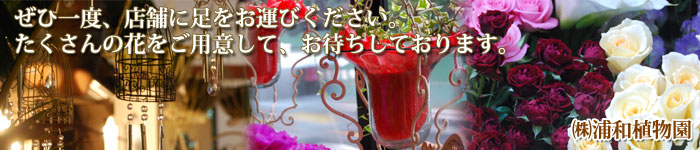 ぜひ一度、店舗に足をお運びください。たくさんの花をご用意して、お待ちしております。　�渇Y和植物園